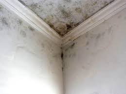 Trusted Fridley, MN Mold Inspection Experts